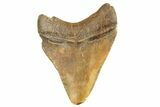Serrated, Fossil Megalodon Tooth From Angola - Unusual Location #258570-1
